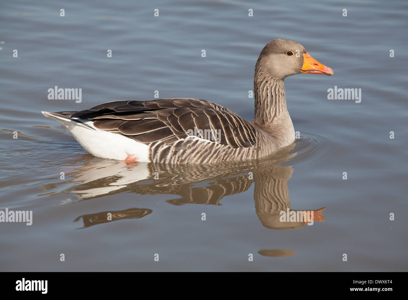 anser fabalis bean goose with reflection on water Stock Photo