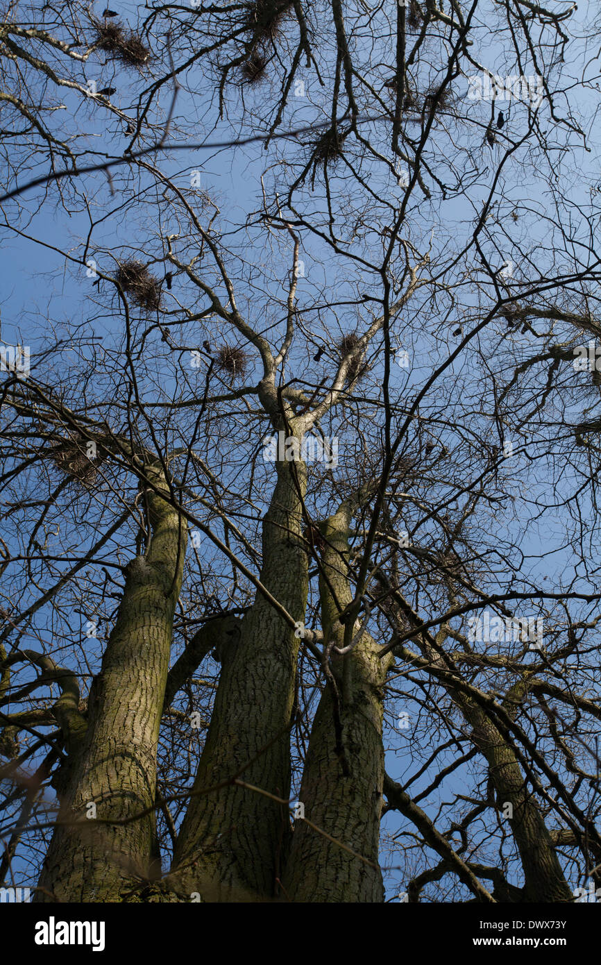 Rooks nesting in rookery against blue sky Stock Photo - Alamy