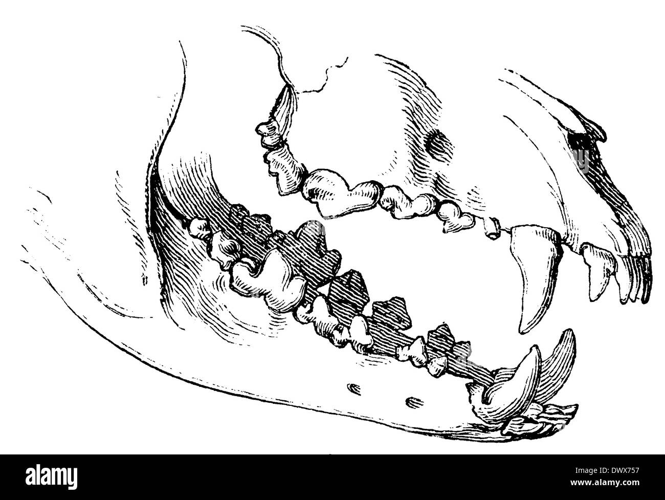 Wolf teeth Cut Out Stock Images & Pictures - Alamy