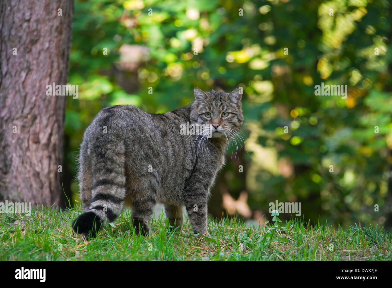 European wildcat (Felis silvestris silvestris) in forest European wildcat (Felis silvestris silvestris) in forest