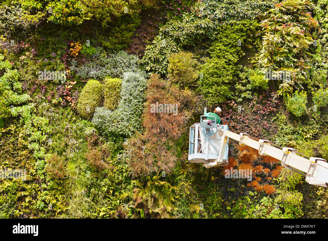 Gardener trimming the vertical garden at Caixaforum cultural center. Madrid. Spain Stock Photo