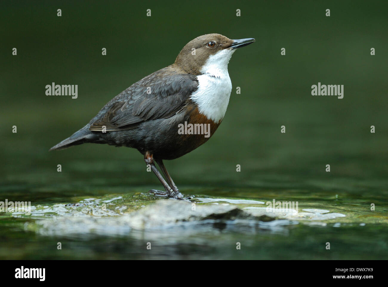 Dipper standing on a stone in the middle of a mill stream, singing. Dorset Stock Photo