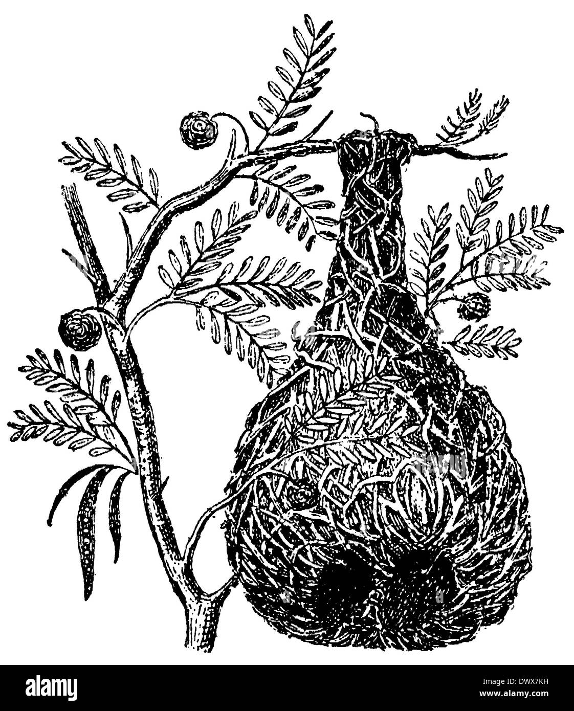 Weaver nest drawing hires stock photography and images Alamy