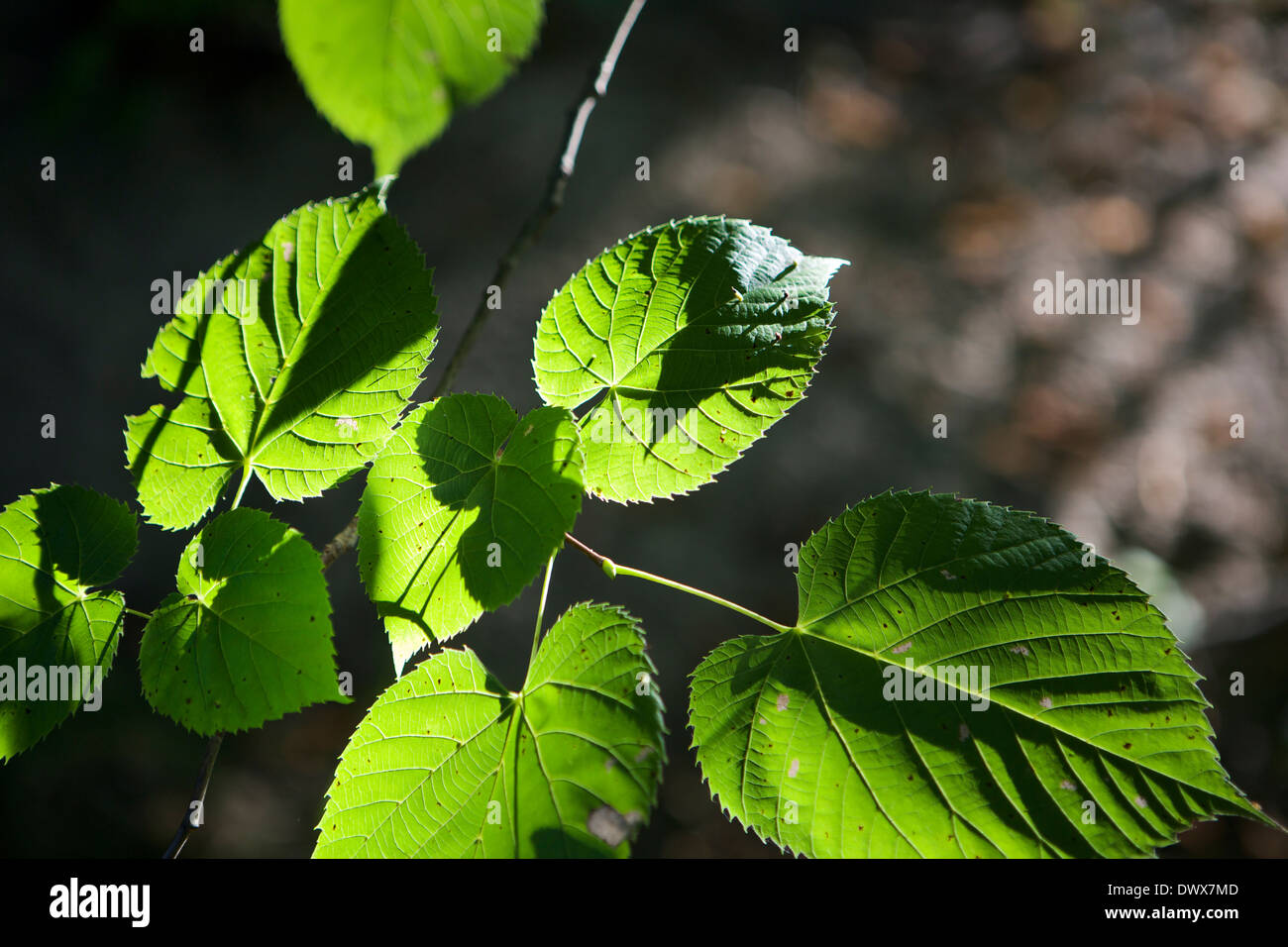 sun shining through backlit leaves Stock Photo