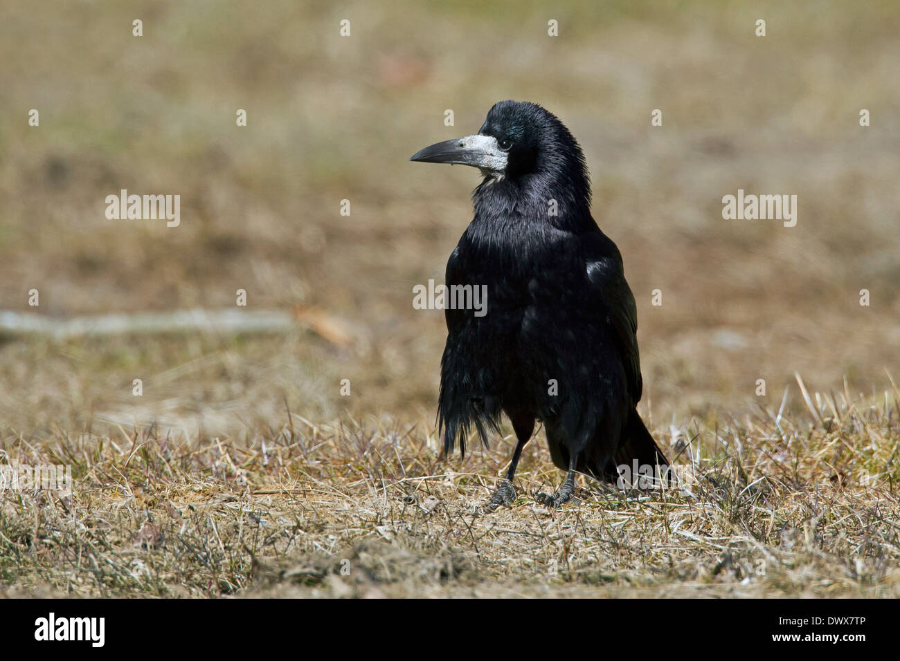 The Pecking Order of Rooks