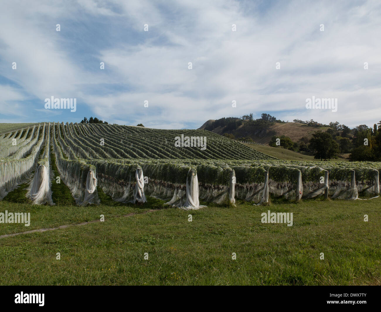 Bird netting hung over grape vines for protection Hawkes Bay region of