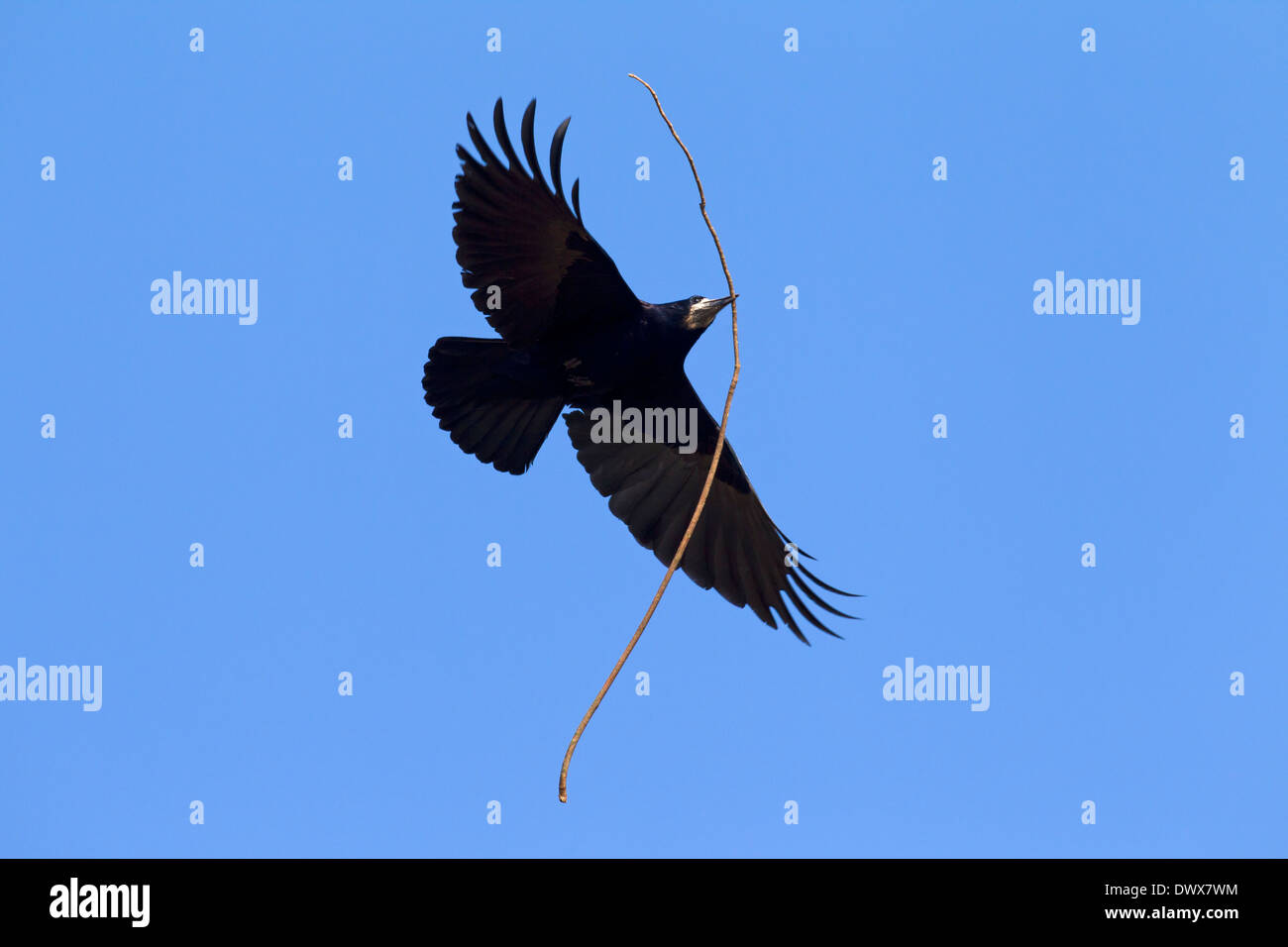 Rook (Corvus frugilegus) in flight with large twig in beak as nesting materialas nesting material for nest building Stock Photo