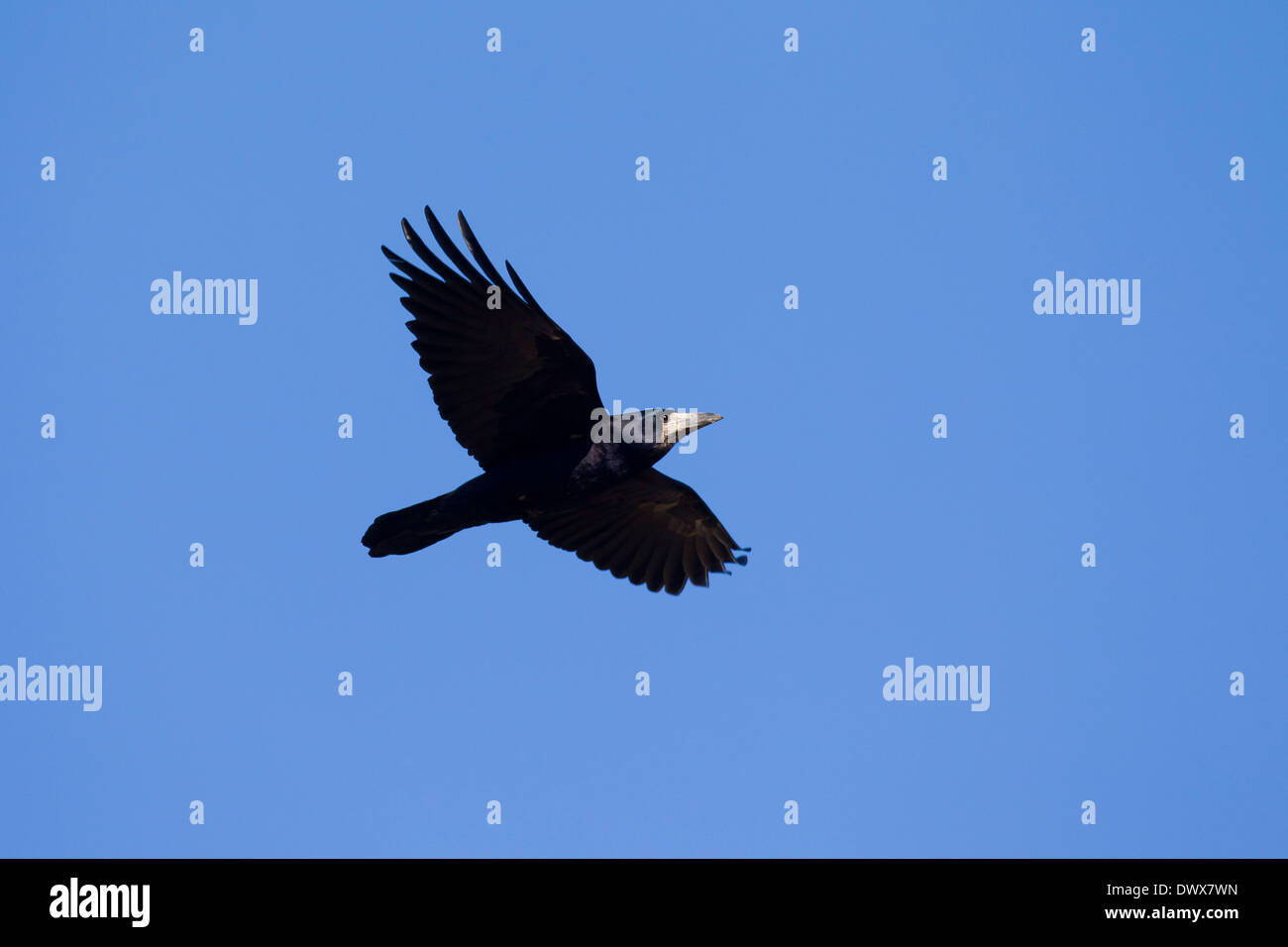 Rook (Corvus frugilegus) in flight against blue sky Stock Photo