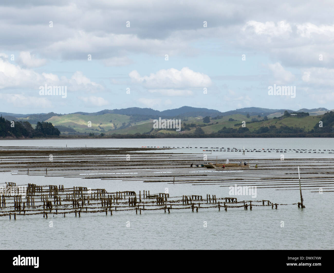 Oyster beds North Island coast New Zealand Stock Photo