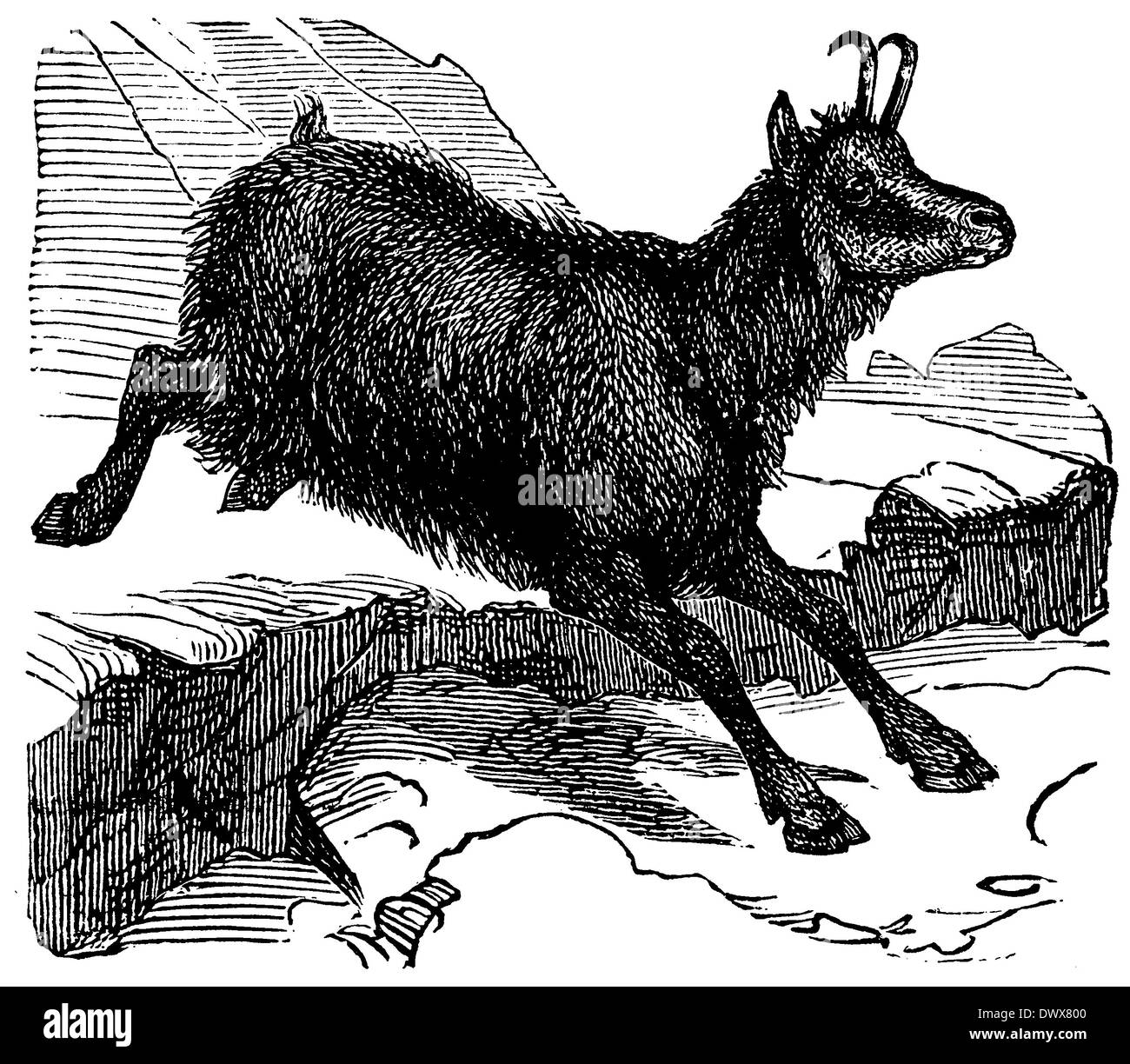 Chamois Stock Photo Alamy