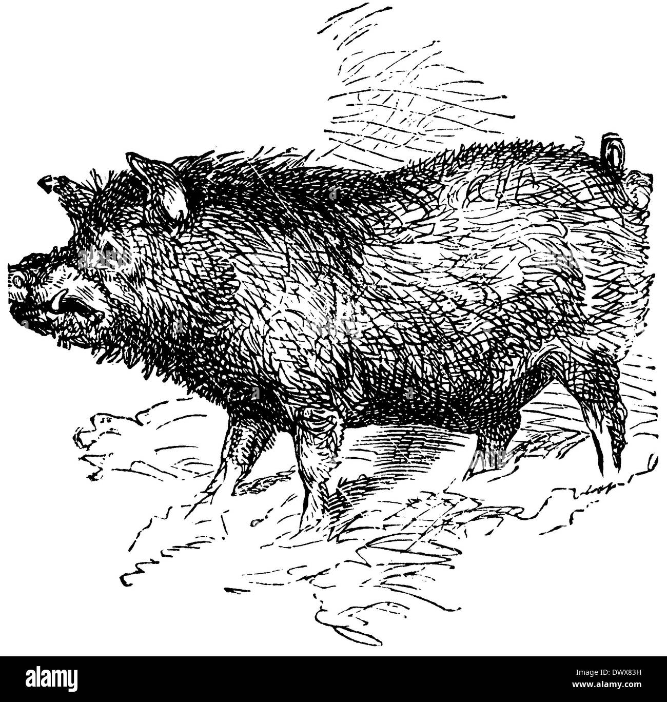 Boar drawing hires stock photography and images Alamy