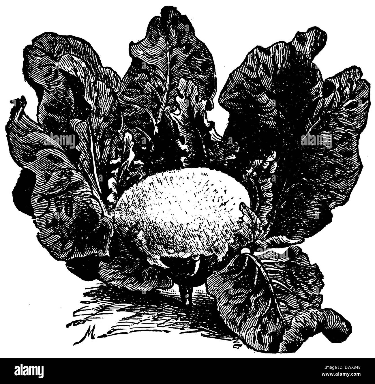 Cauliflower Stock Photo