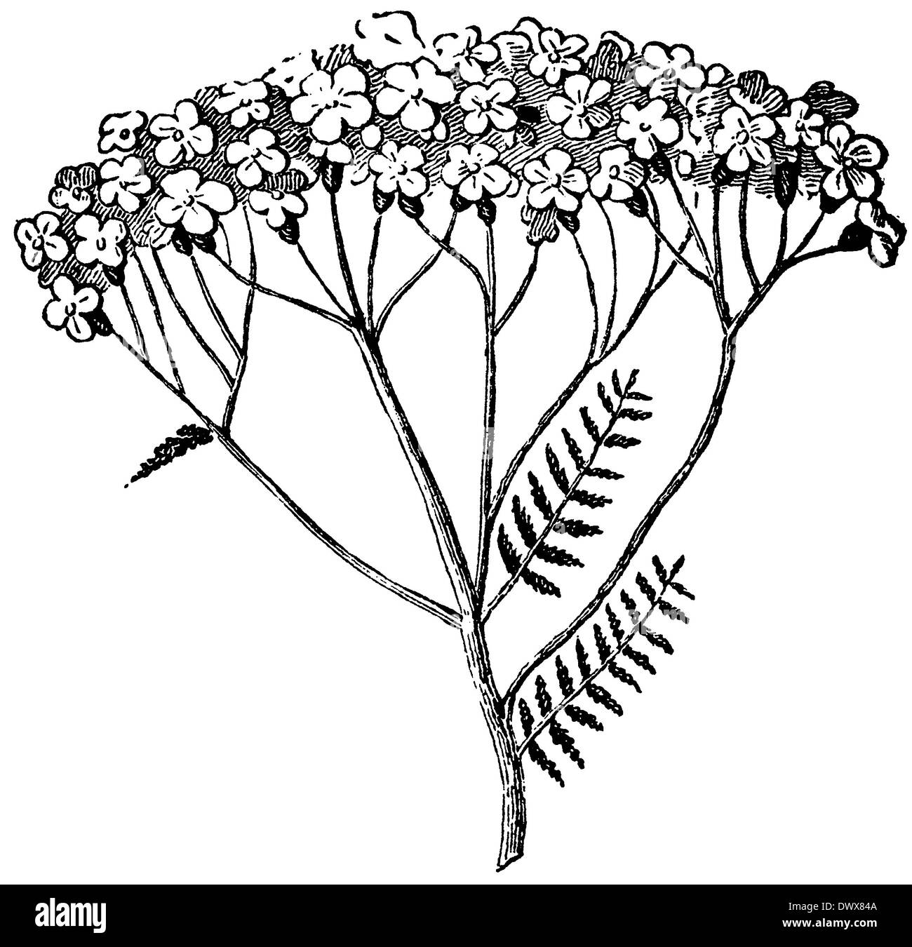 Drawing of yarrow Black and White Stock Photos & Images - Alamy