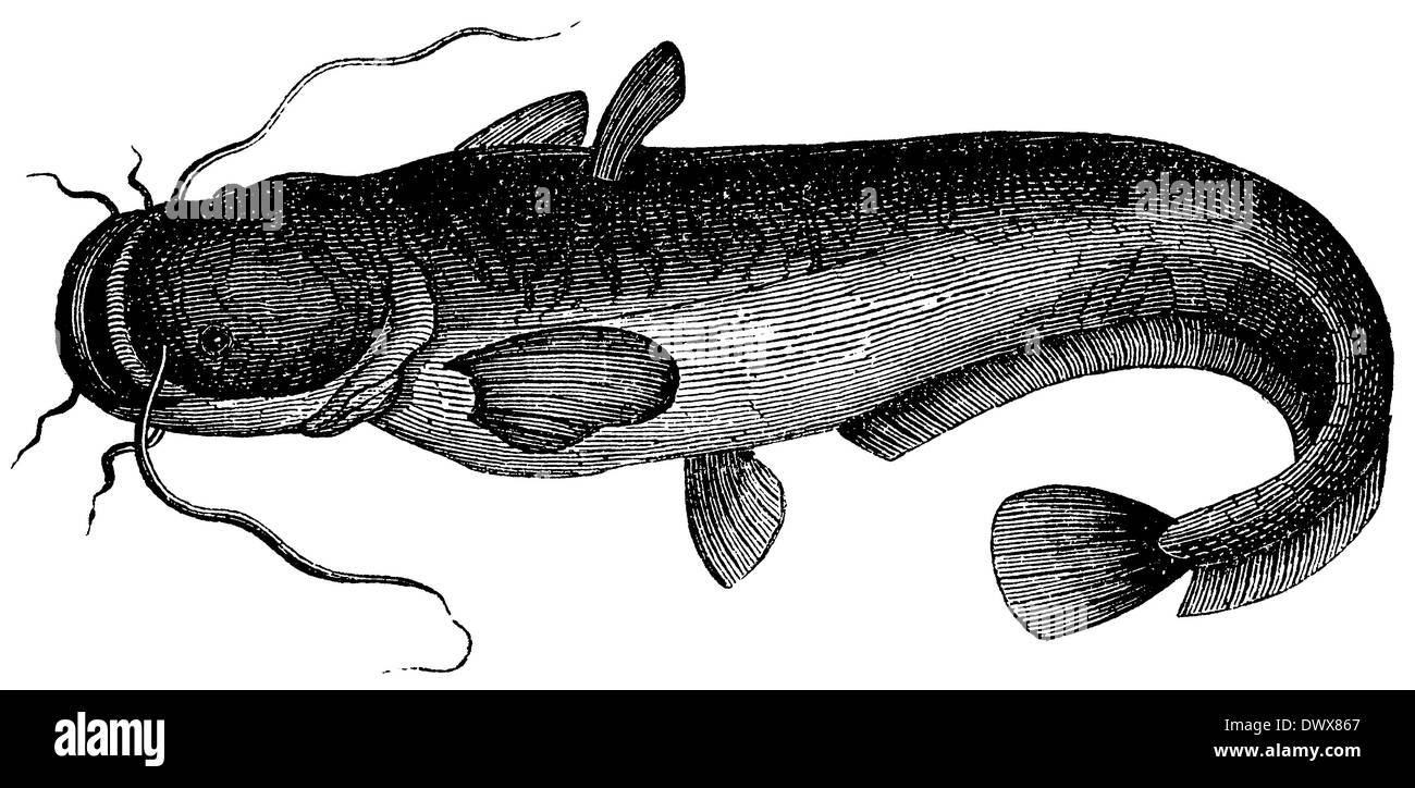 Black catfish hires stock photography and images Alamy