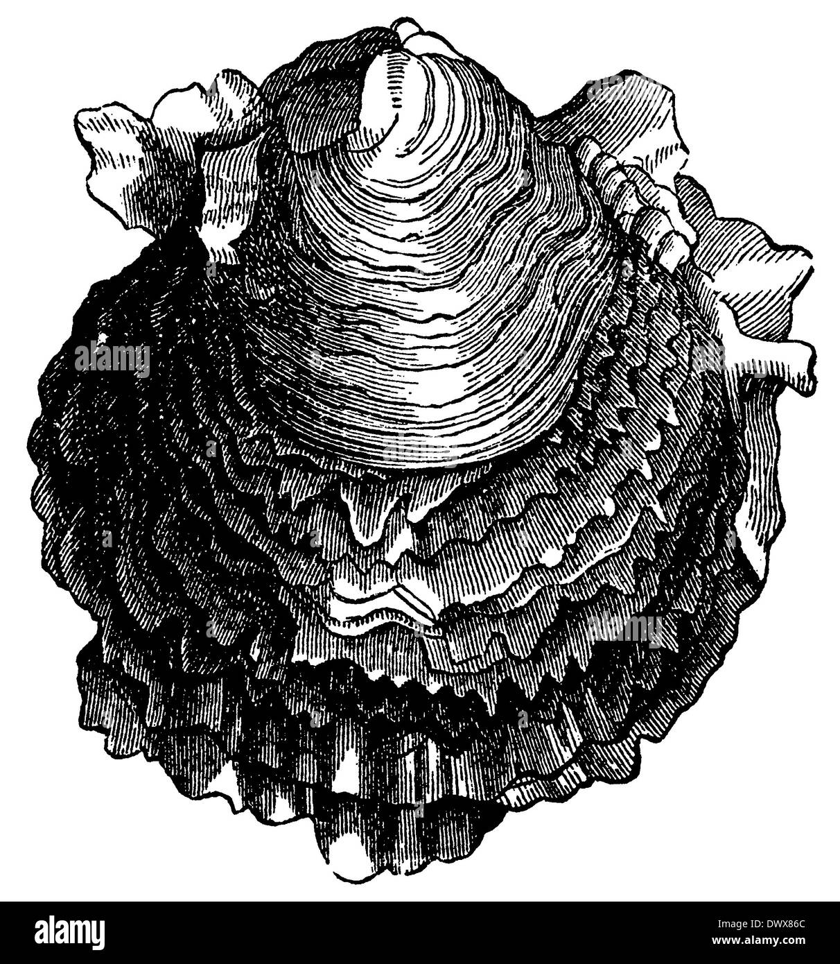 Drawing oyster hires stock photography and images Alamy