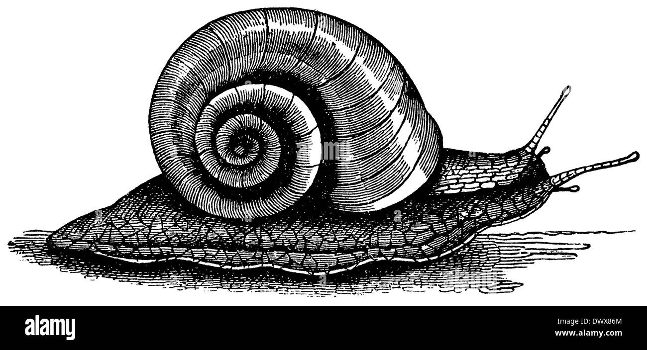 Edible snail, large garden snail Stock Photo Alamy