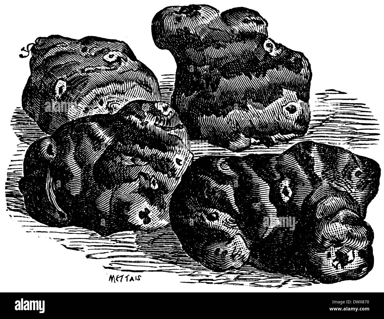 Jerusalem artichoke tuber, Jerusalem artichokes Stock Photo Alamy