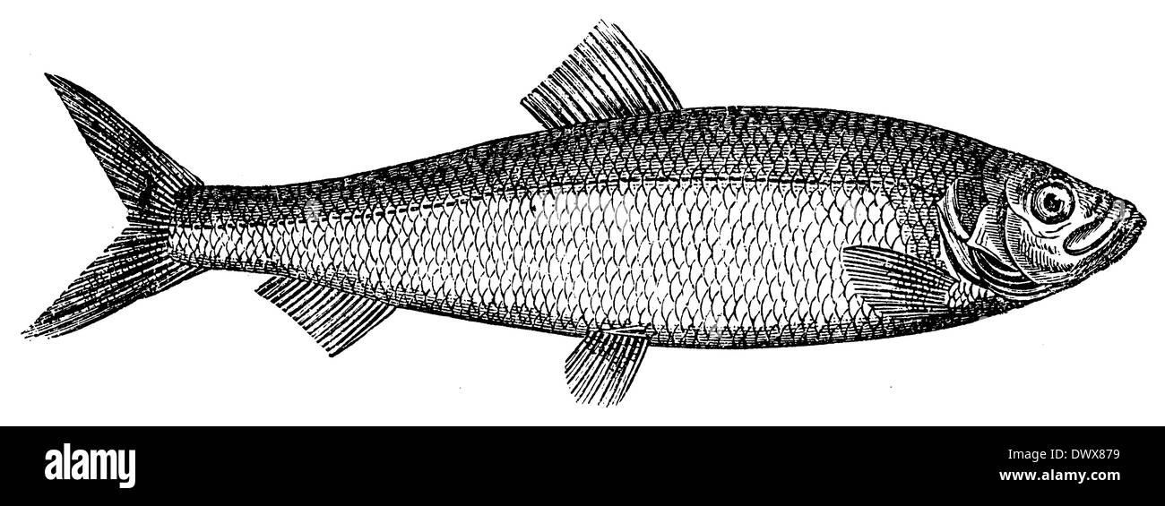 Herring fish drawing hires stock photography and images Alamy