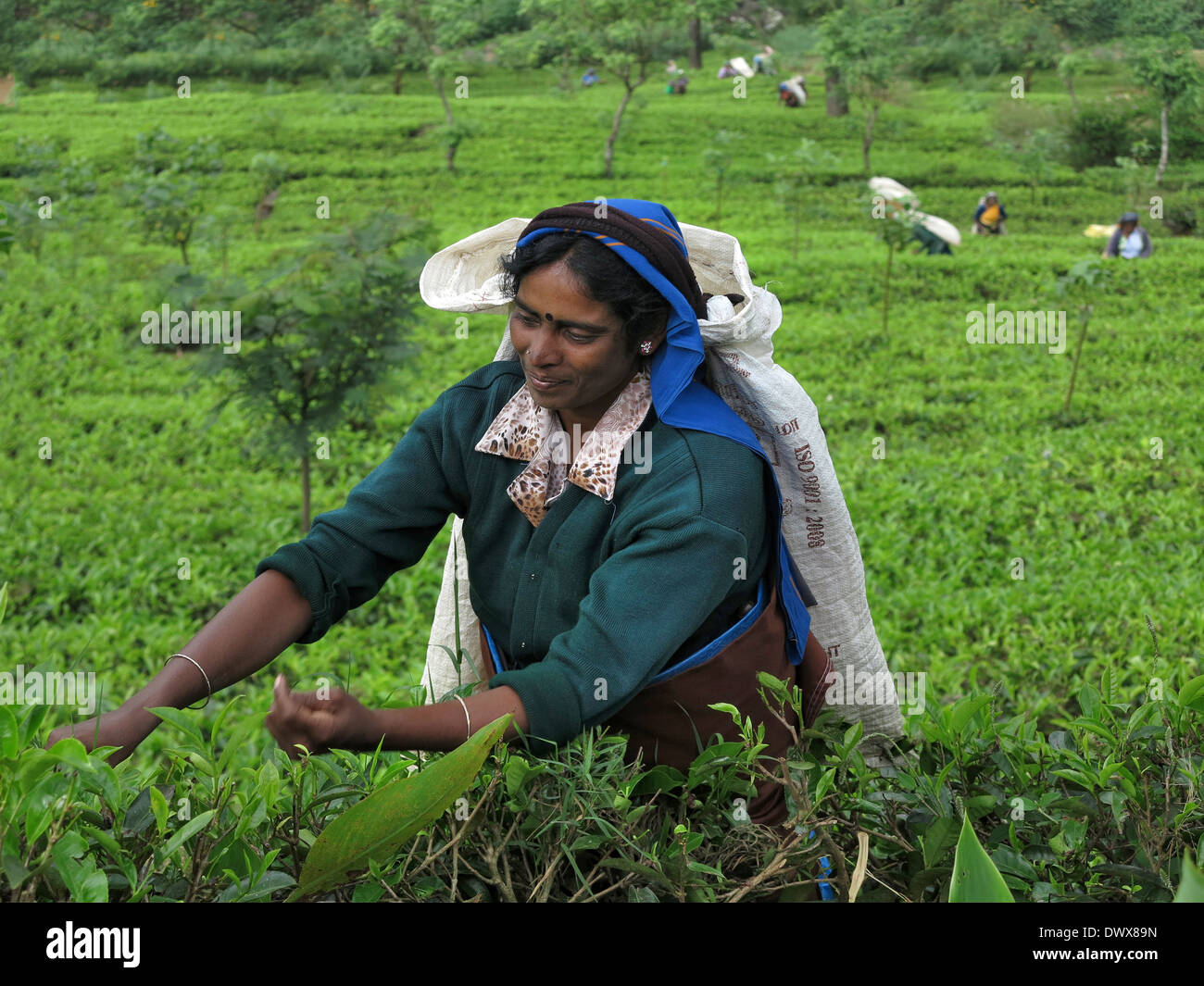 Tea harvesting women in Nuwara Eliya Sri Lanka Stock Photo