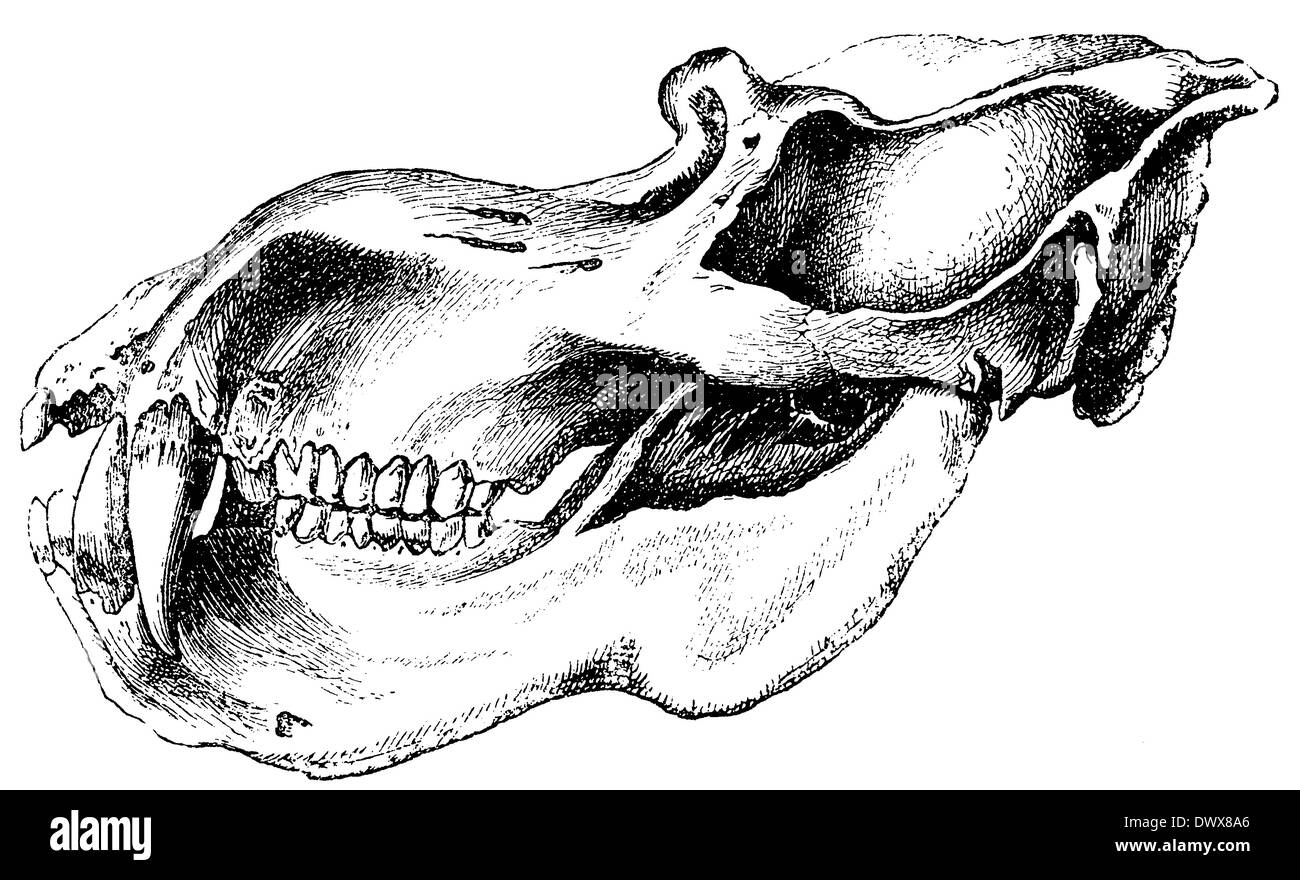 Mandrill skull hi-res stock photography and images - Alamy