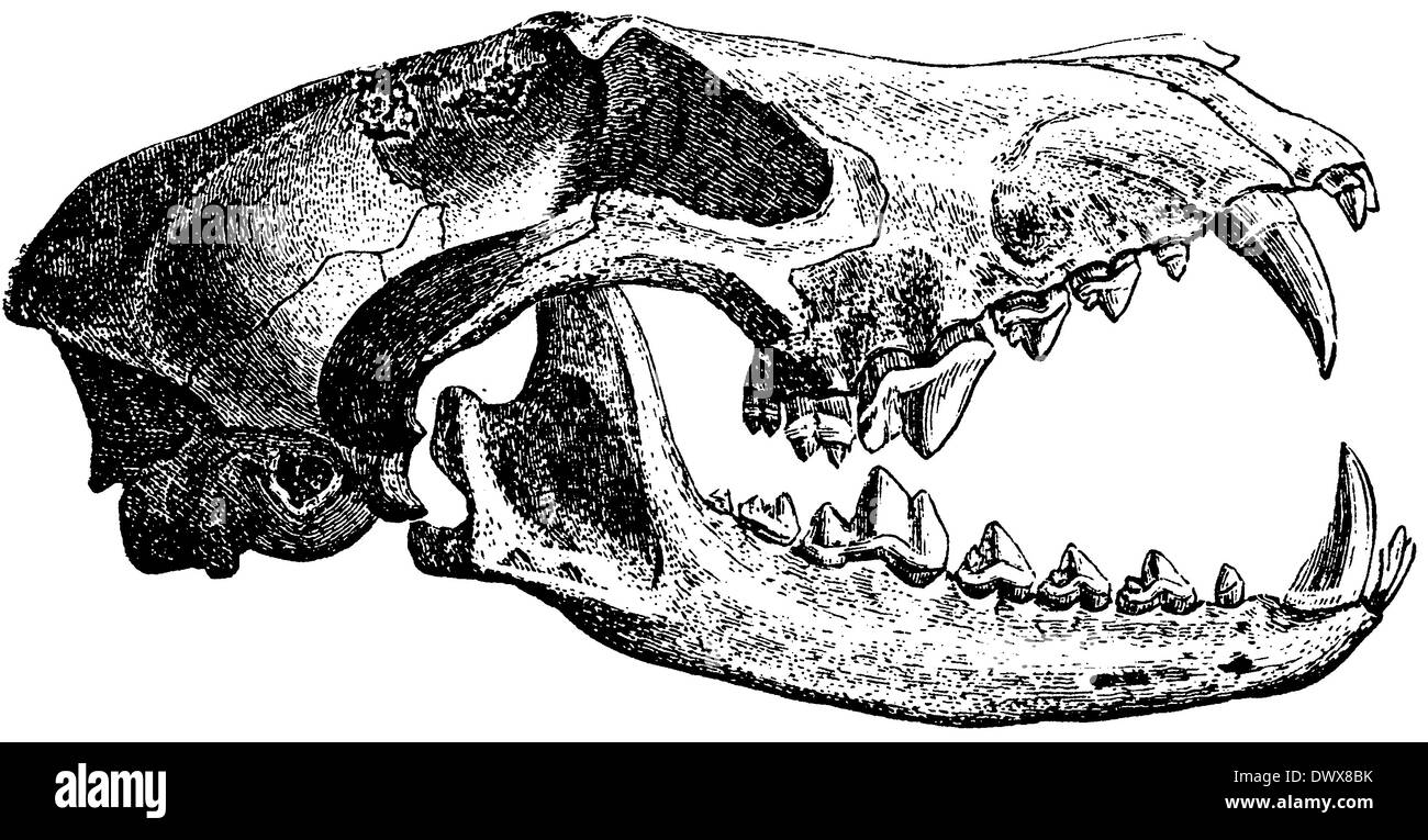 Wolf: Skull Stock Photo