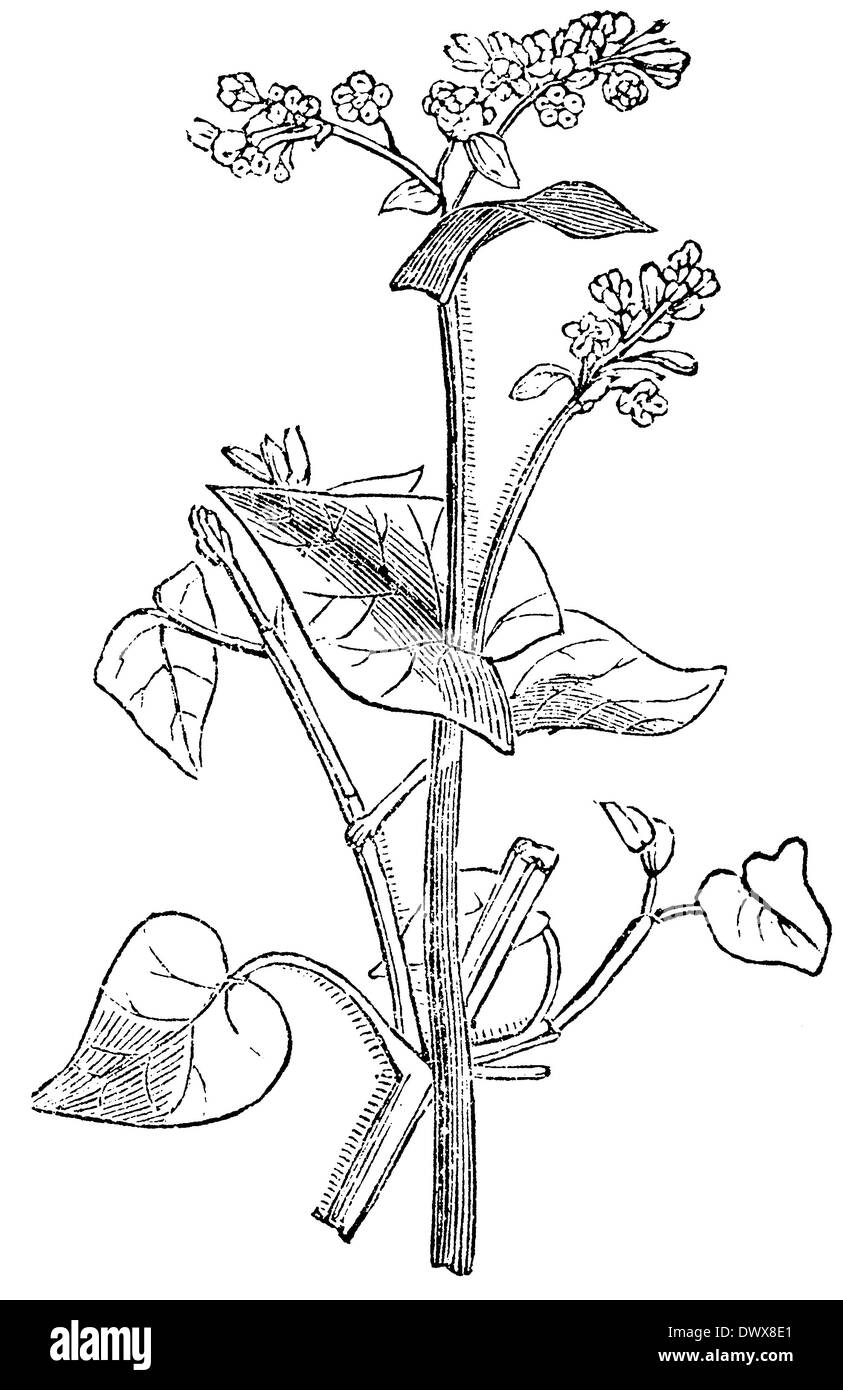 Buckwheat Stock Photo Alamy