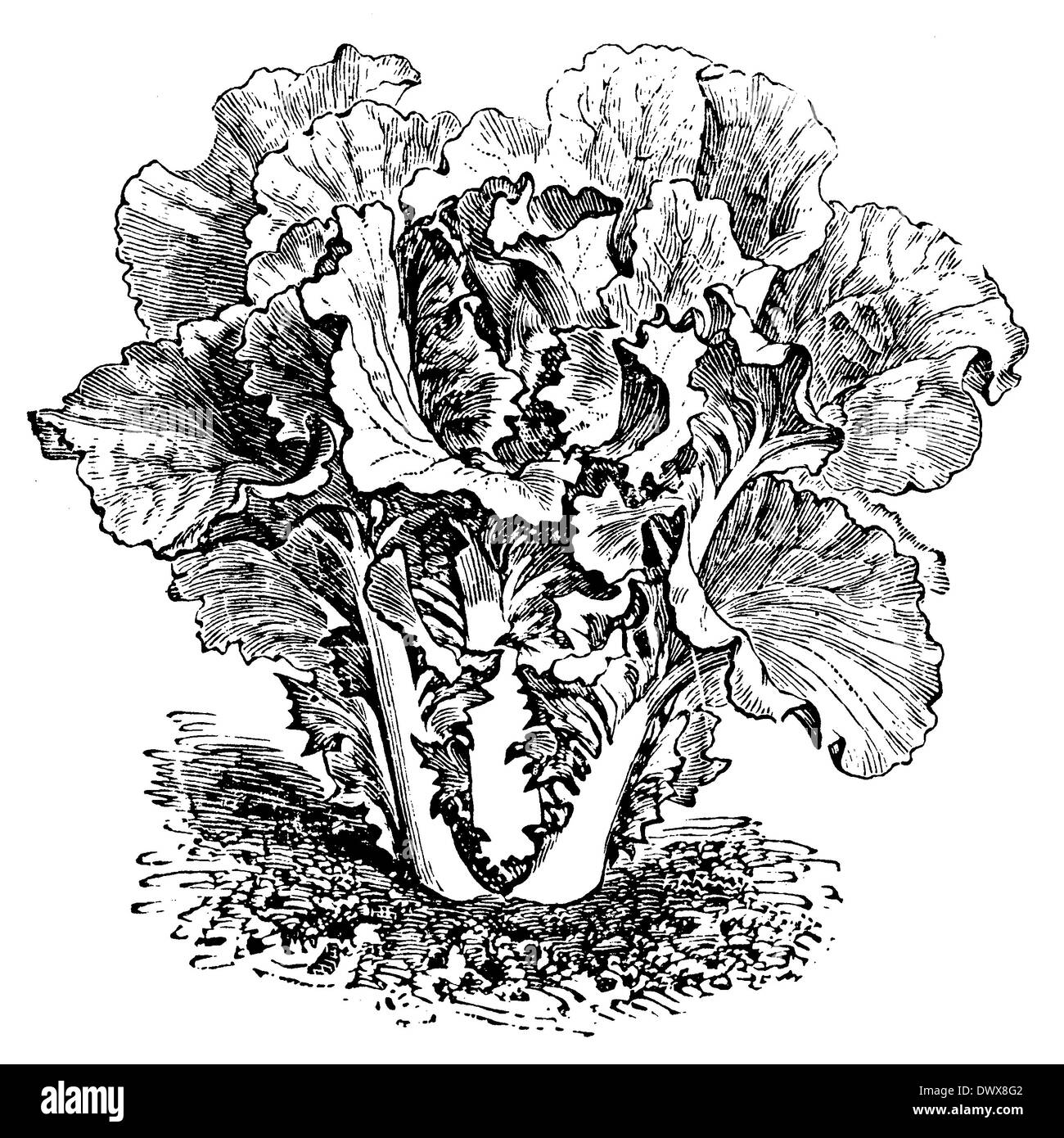 Cabbage plant drawing hires stock photography and images Alamy