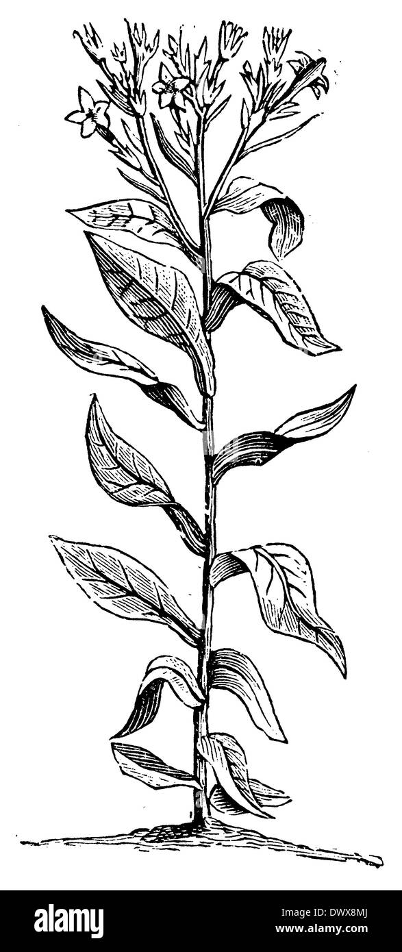 Tobacco plant drawing hi-res stock photography and images
