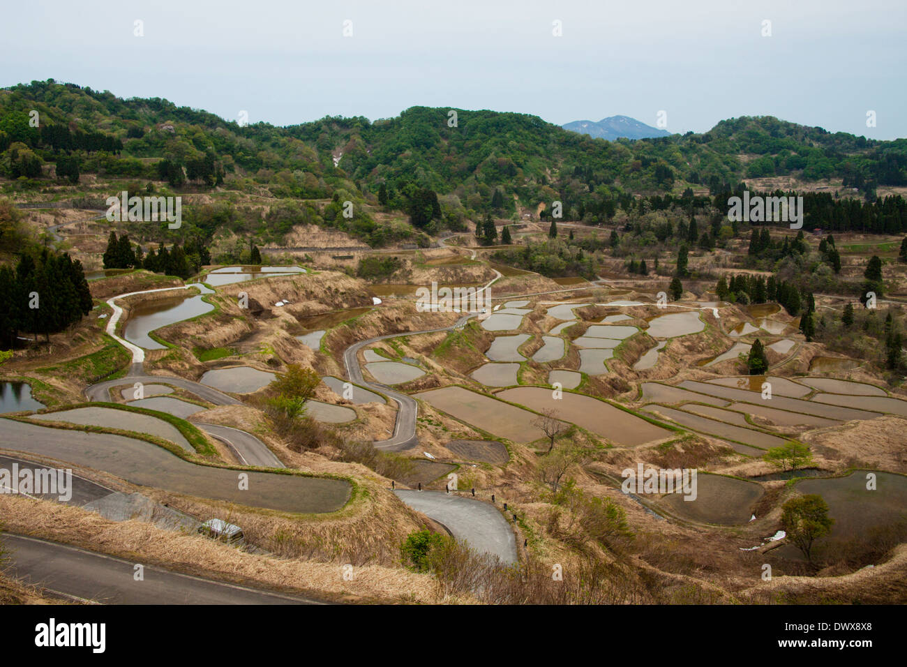 Terraced rice paddies, Niigata, Japan Stock Photo Alamy