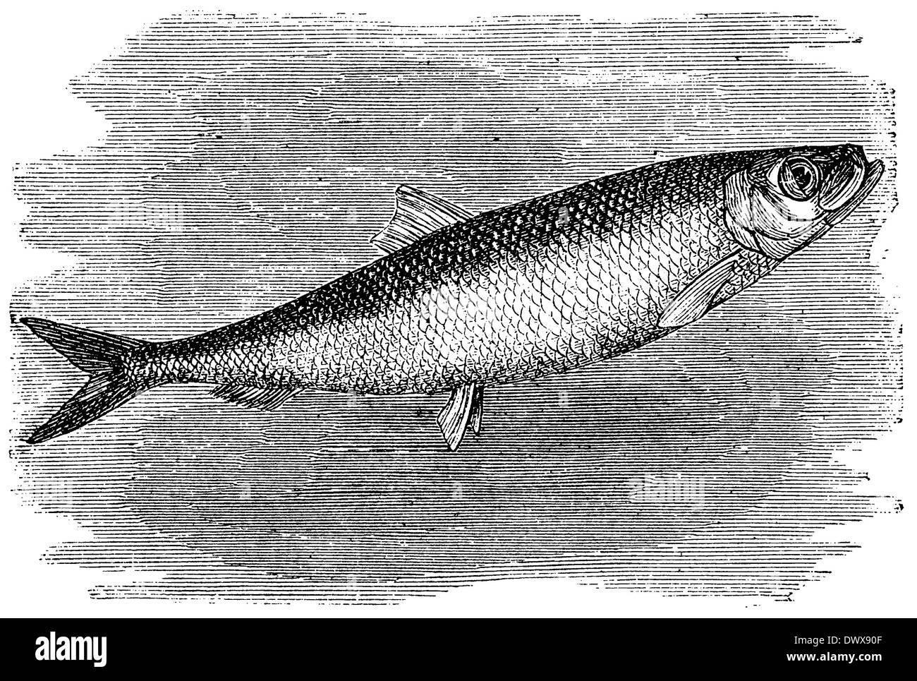 Herring fish drawing hires stock photography and images Alamy