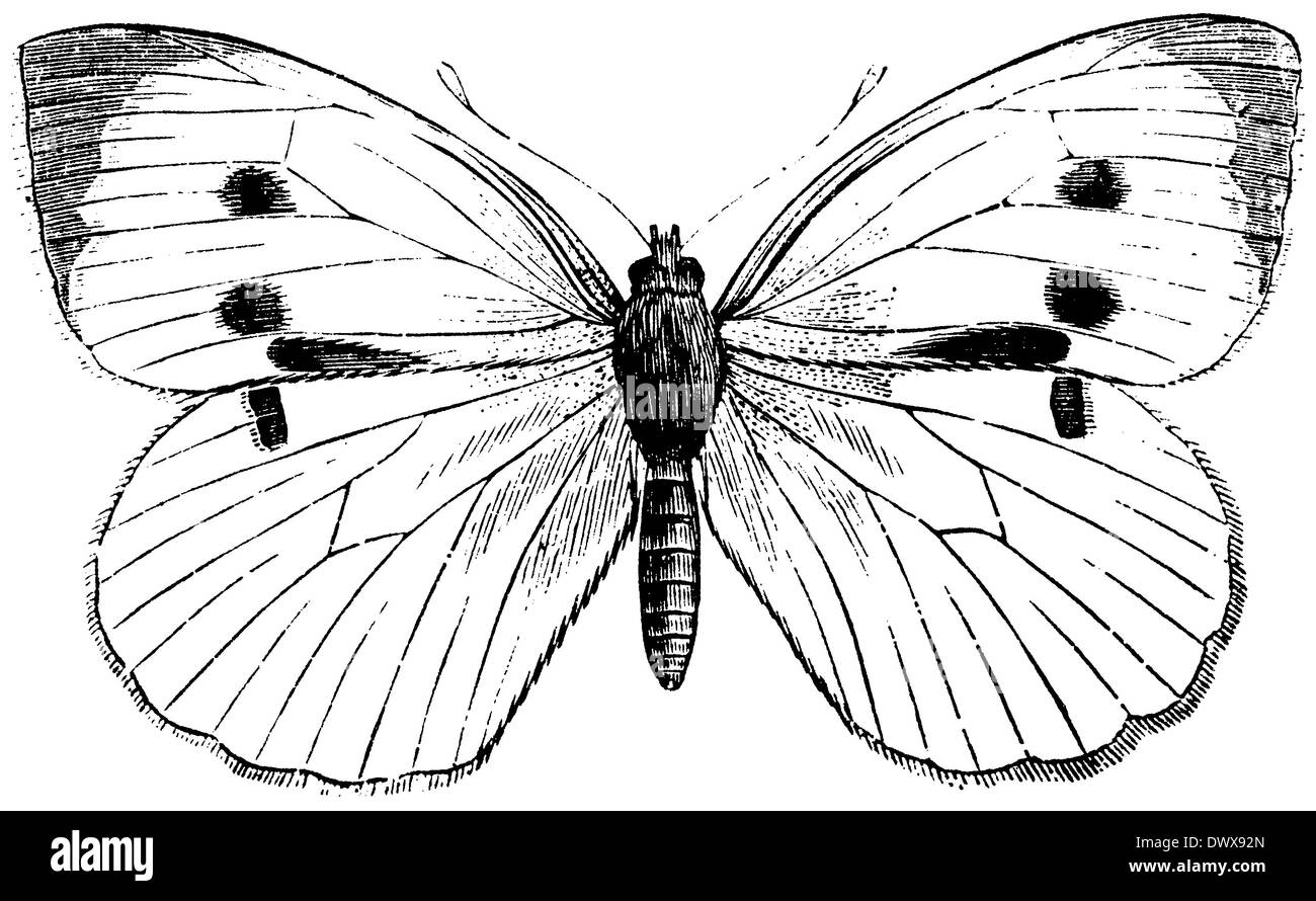 Cabbage white butterfly vintage hires stock photography and images Alamy