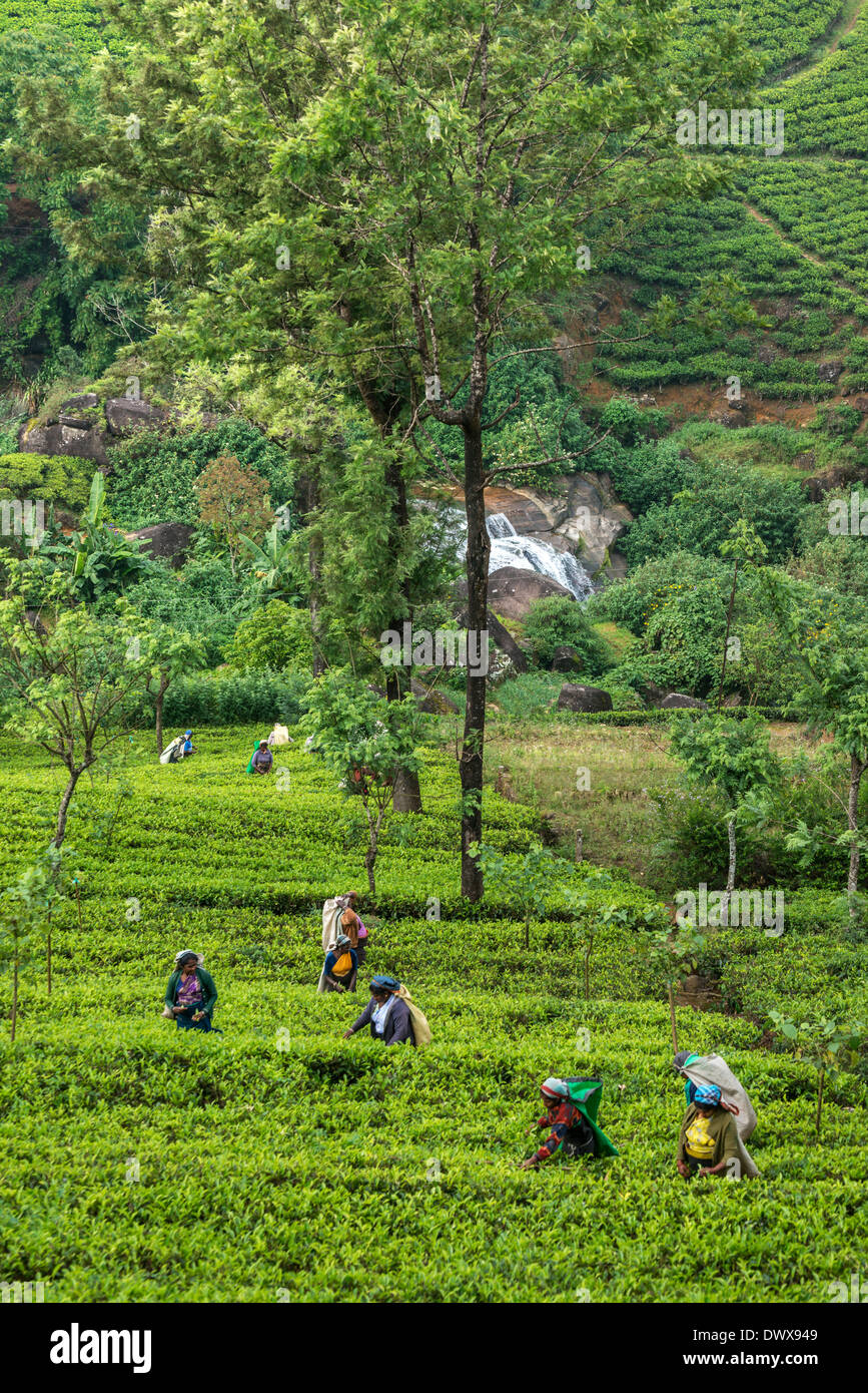Tea harvesting women in Nuwara Eliya Sri Lanka Stock Photo