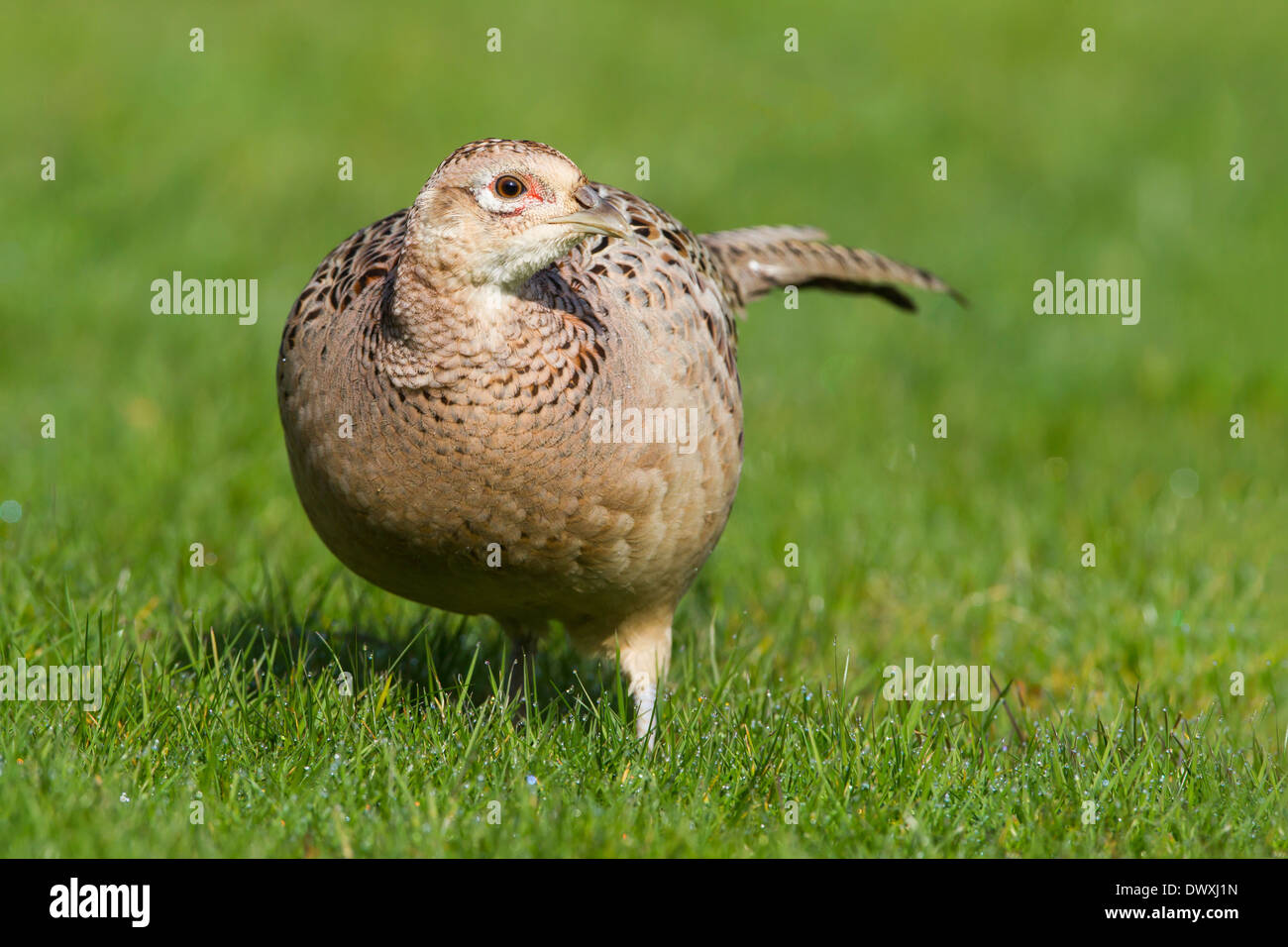 HEN PHEASANT ON GRASS Stock Photo