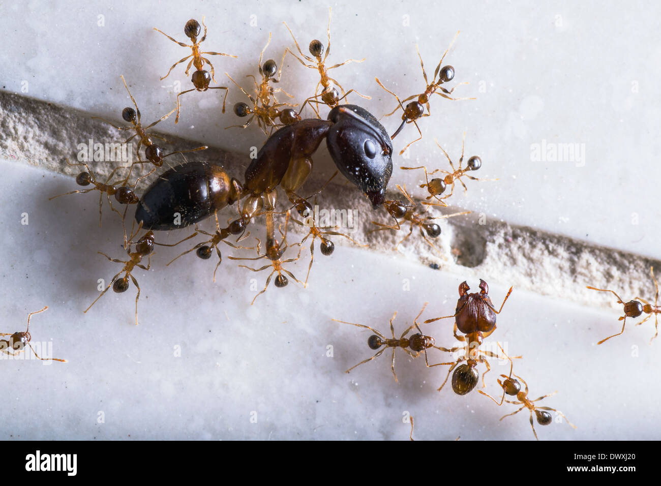 a group of small ants carrying a large ant, and treat it as food to move  back home Stock Photo - Alamy