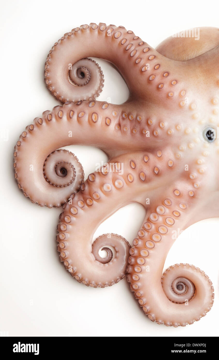 Top view of an octopus on white background. Stock Photo