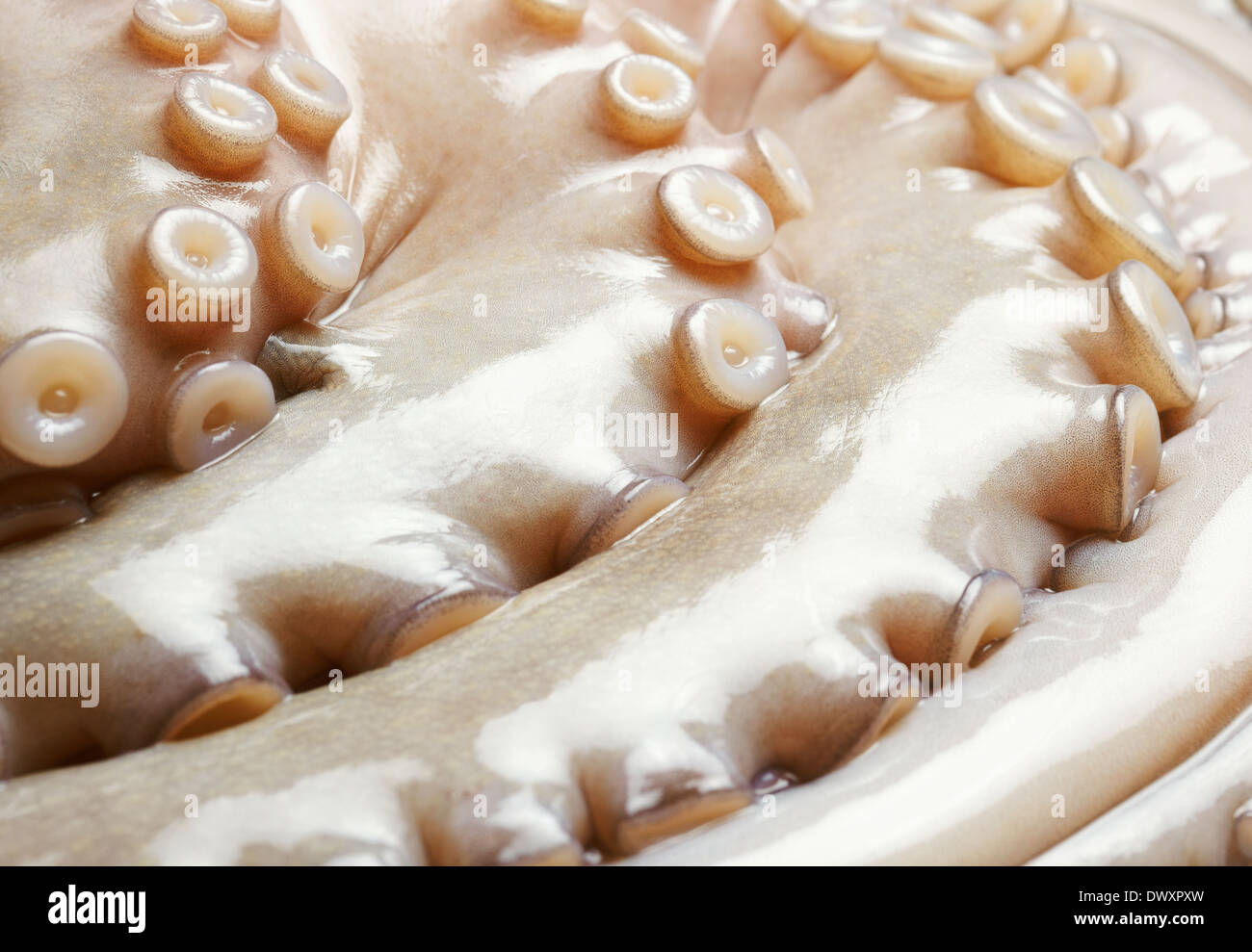Close up shot tentacles soft hi-res stock photography and images - Alamy