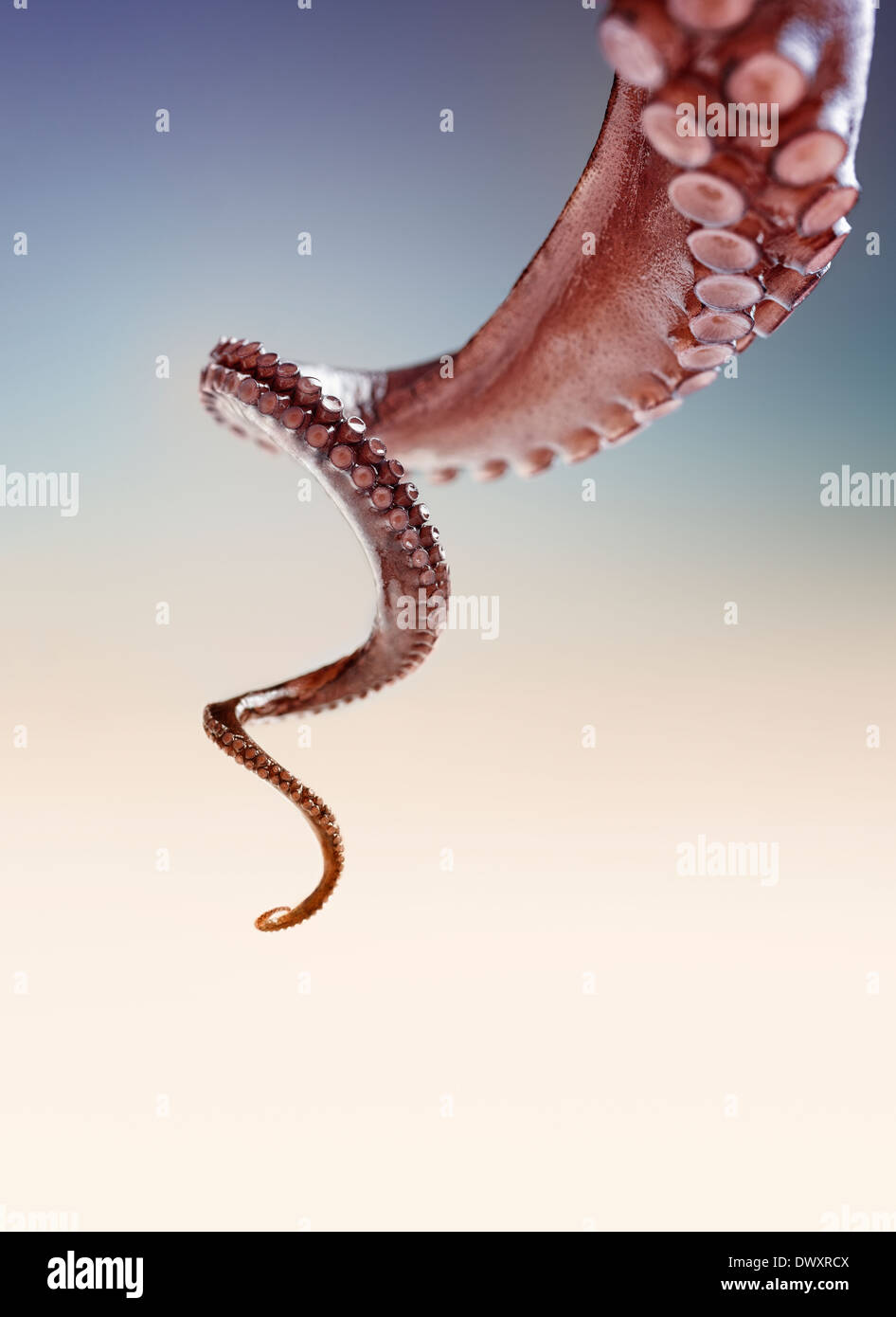 Close-up of a turning octopus tentacle on a gradient background. Stock Photo