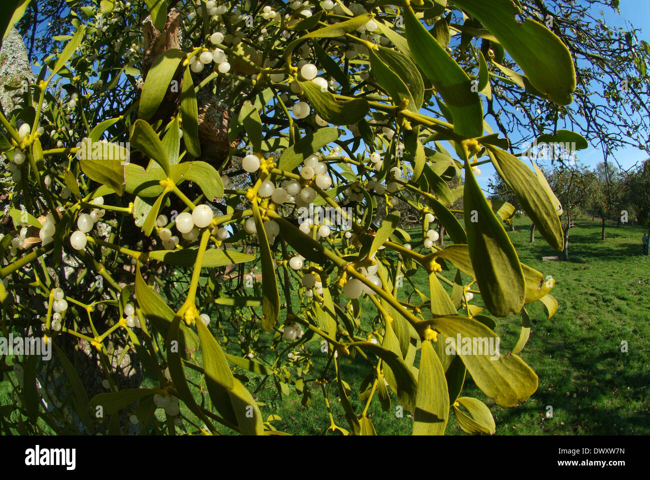 English mistletoe growing in an apple tree orchard in Shropshire.A traditional Christmas decoration Stock Photo