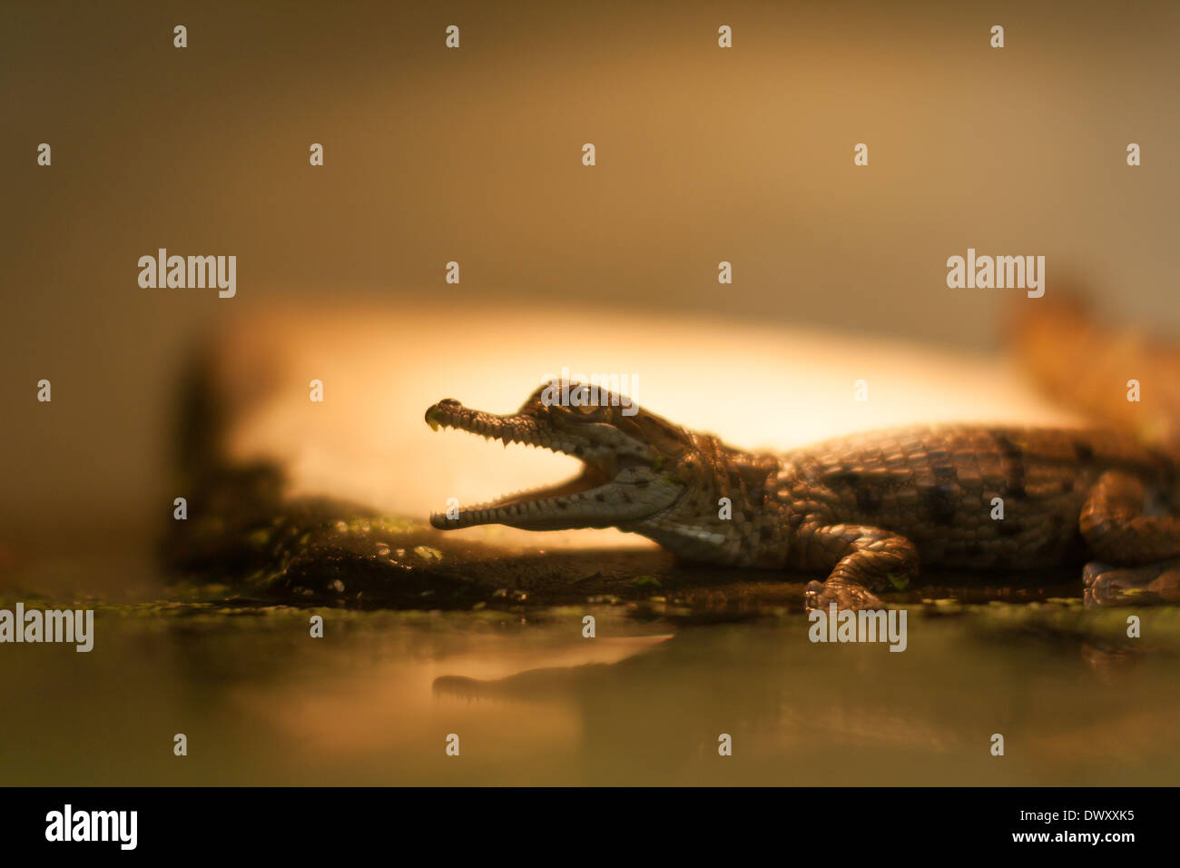 Caiman on swamp with open mouth Stock Photo