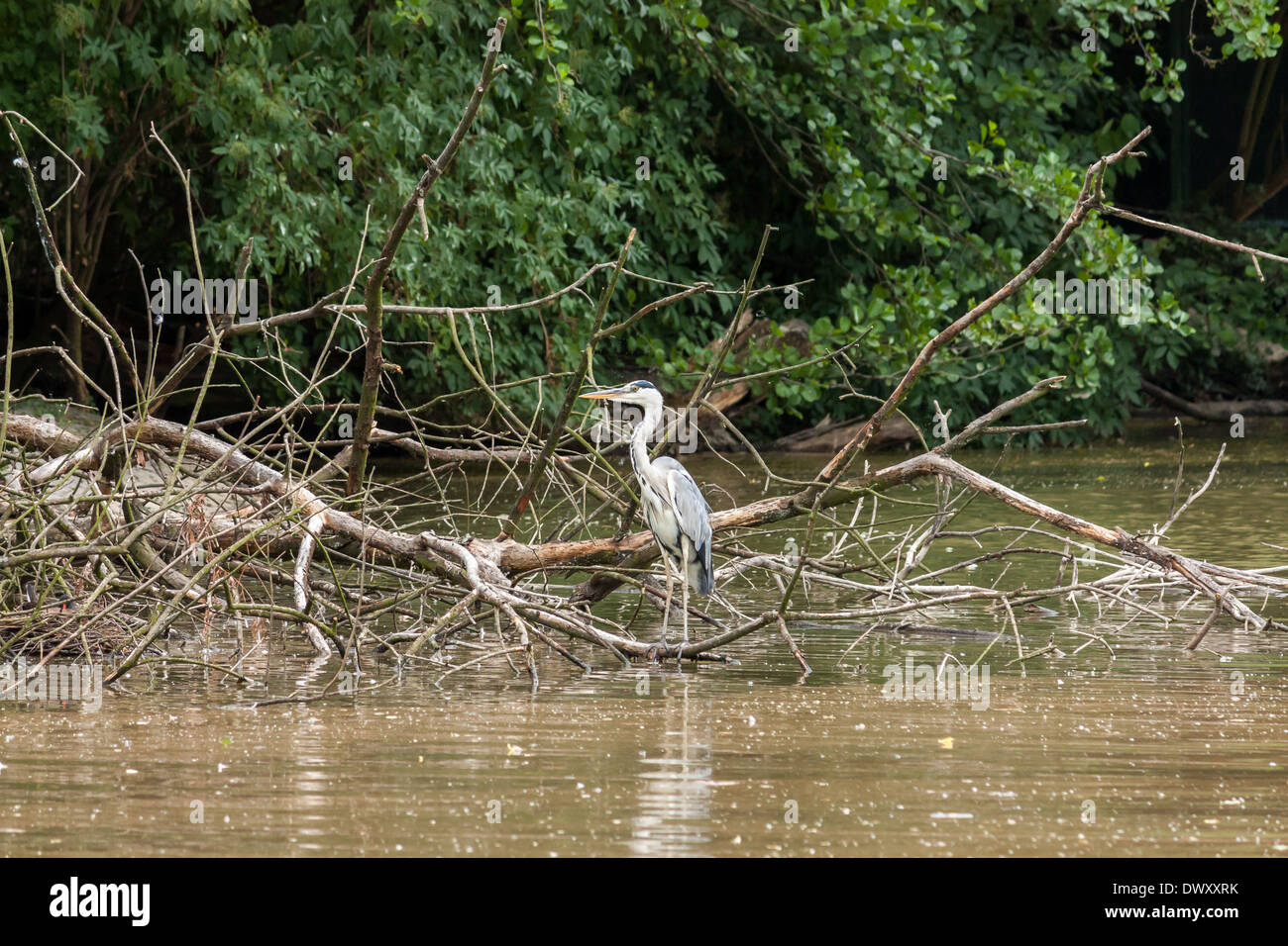 Gray Heron on swimming trunk on the river Stock Photo