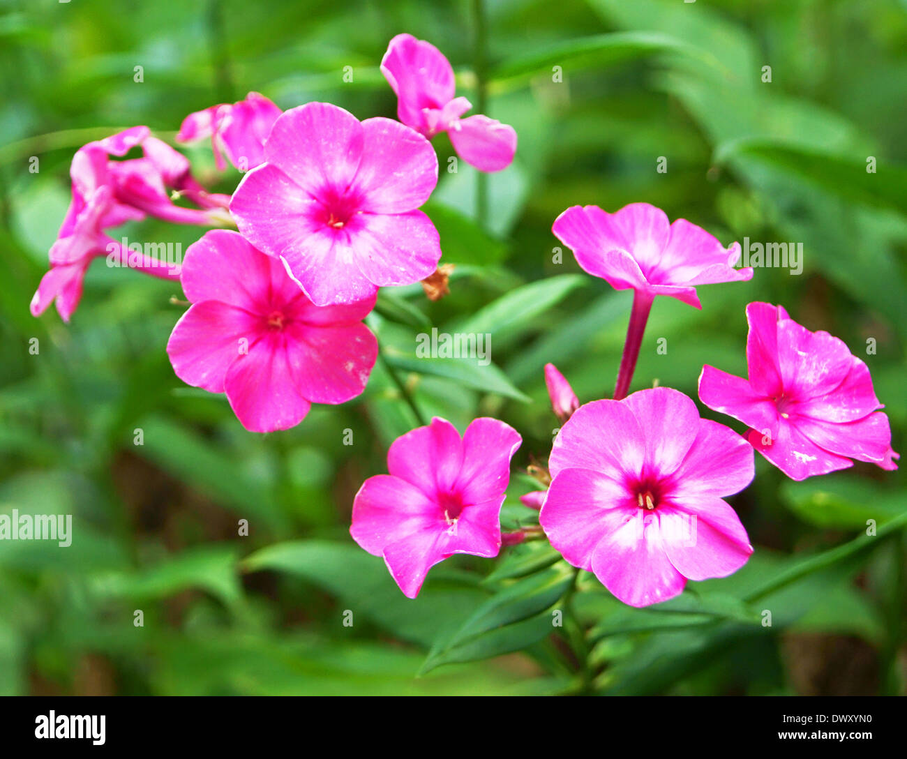 Pink phlox flowers Stock Photo
