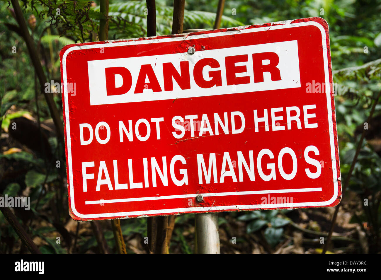 Sign "Danger Do Not Stand Here Falling Mangos". Hawaii Tropical Botanical Garden, The Big Island. Stock Photo