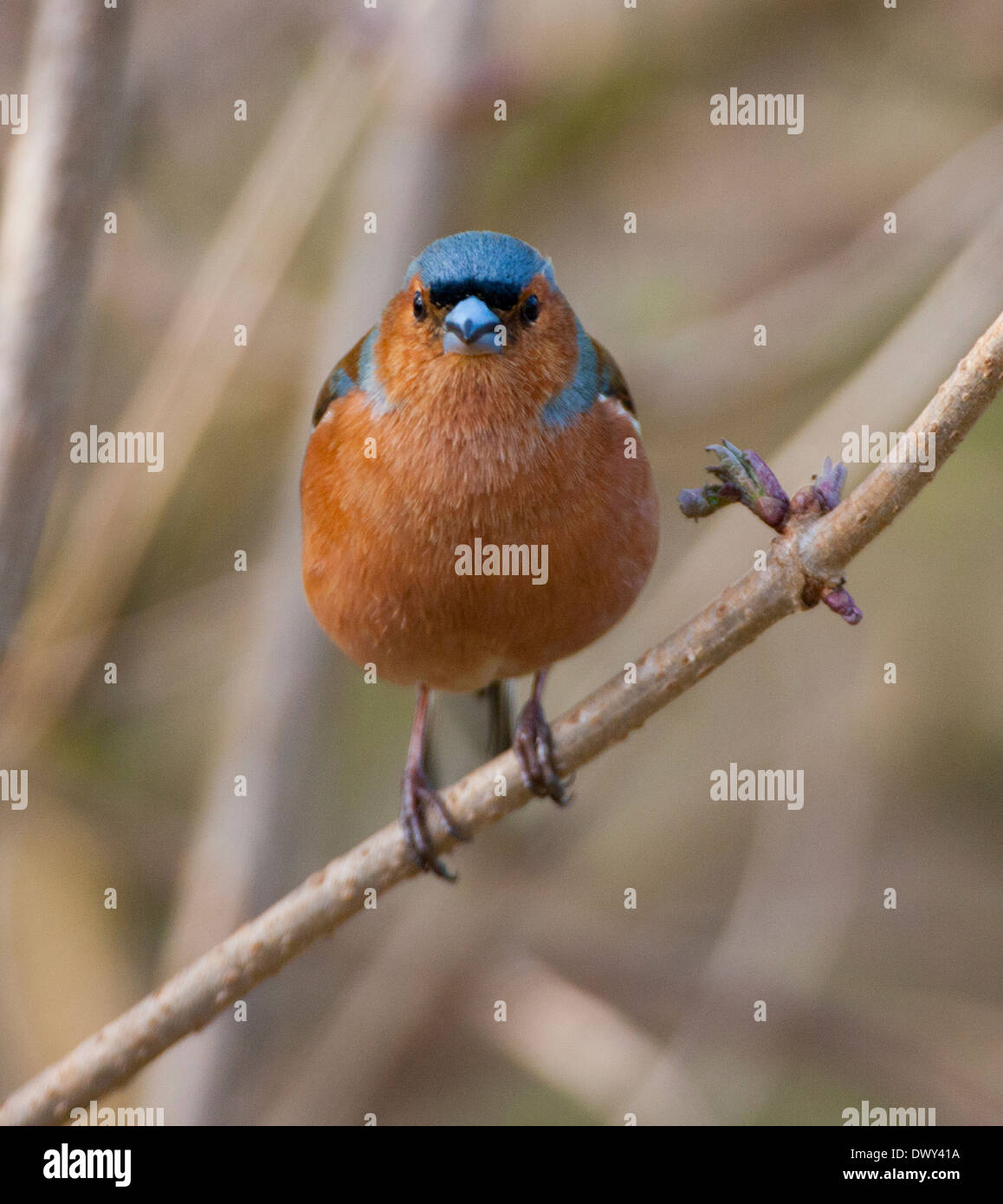 Male bird hi-res stock photography and images - Alamy