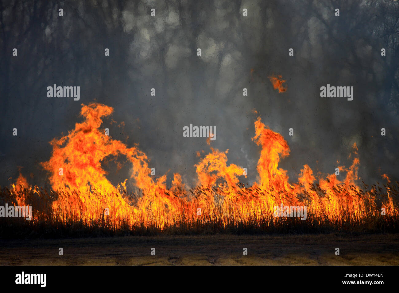 Fire in the southern area of Lake Ammer (nature protected area) - 12 March 2014. Stock Photo