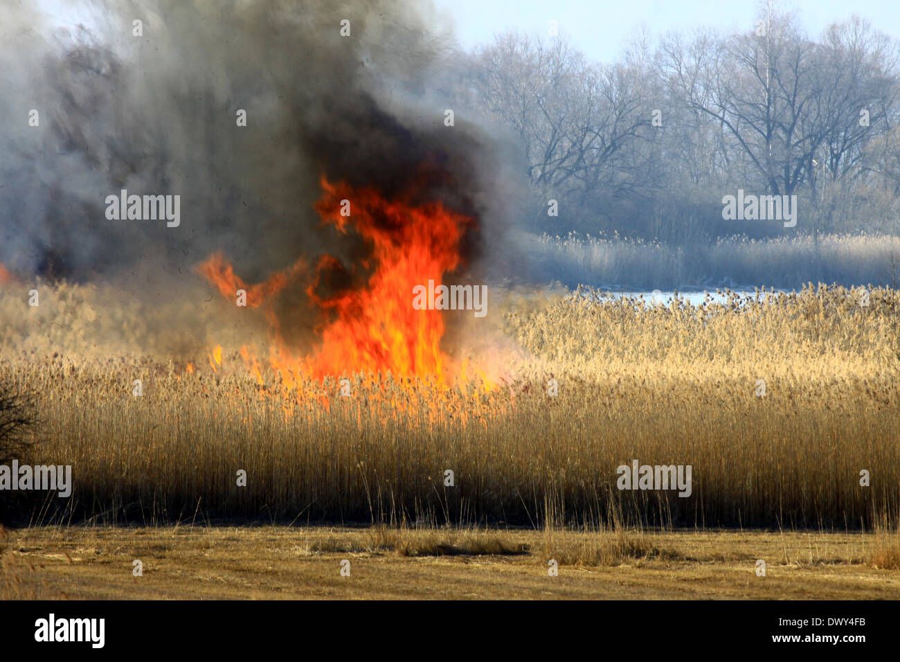 Fire in the southern area of Lake Ammer (nature protected area) - 12 March 2014. Stock Photo