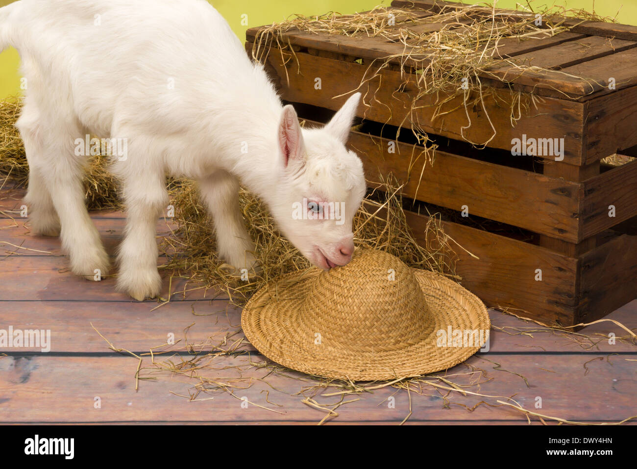 Naughty ten days old baby milk goat eating a straw hat Stock Photo