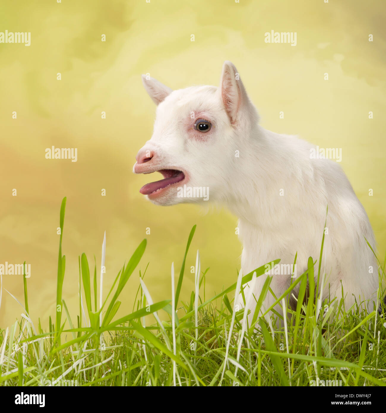 Bleating High Resolution Stock Photography And Images Alamy