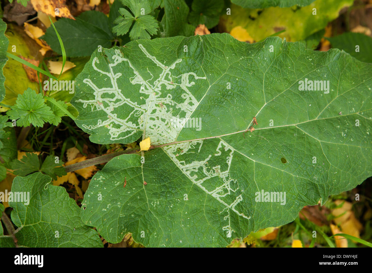 Leaf damaged by Blotch Leaf Miner Amauromyza maculosa Stock Photo