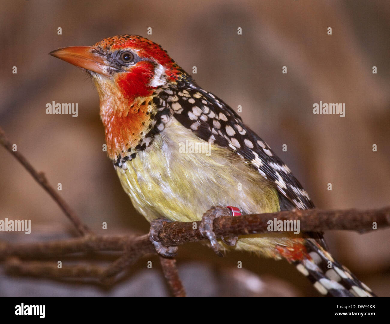 Red and Yellow Barbet (trachyphonus erythrocephalus) male Stock Photo