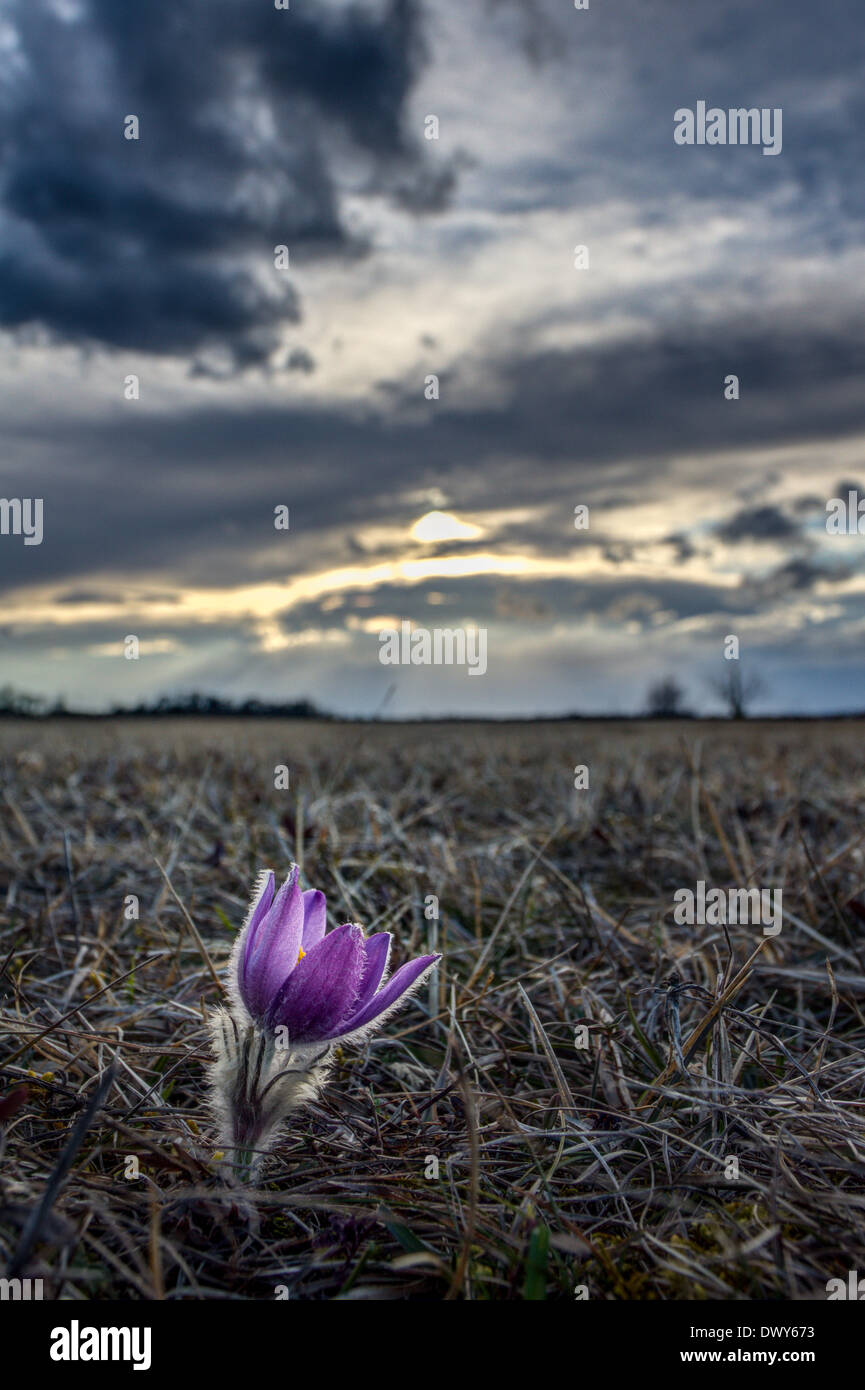 On a lawn an Pasque Flower in the spring. The sky is dark and cloudy due to the coming storm. - 2013 Stock Photo